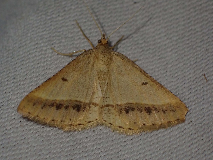 lucerna-araszoló - Tephrina arenacearia