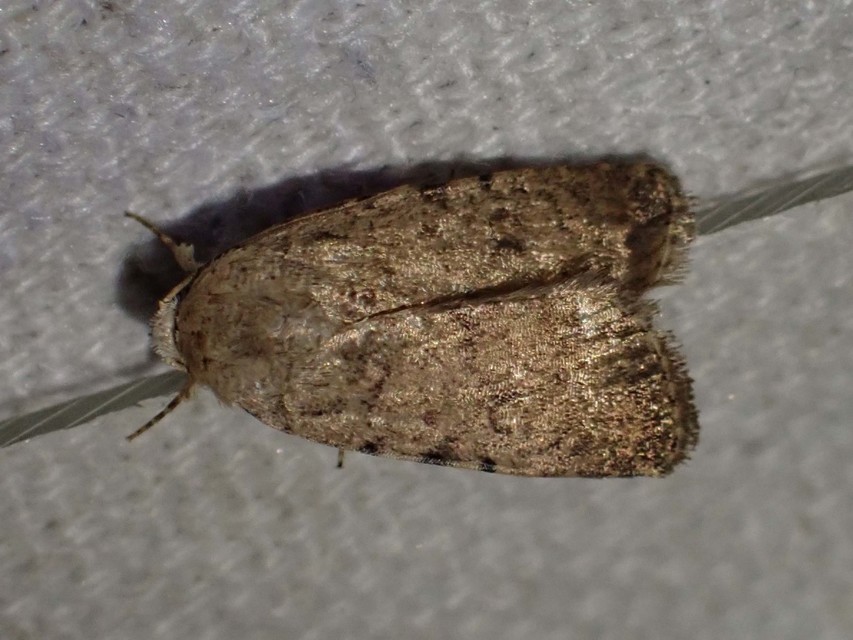 közönséges selymesbagoly - Paradrina clavipalpis