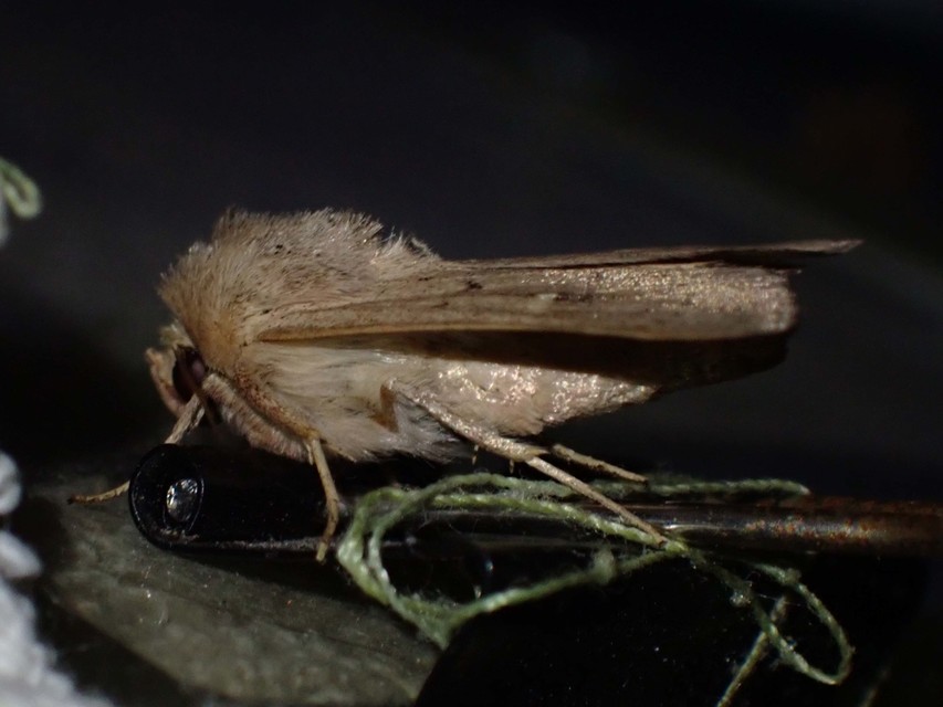 rozsdaszínű rétibagoly - Mythimna ferrago