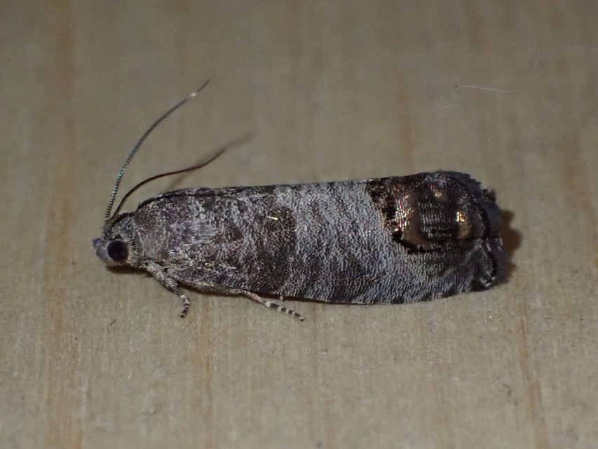 almamoly - Cydia pomonella