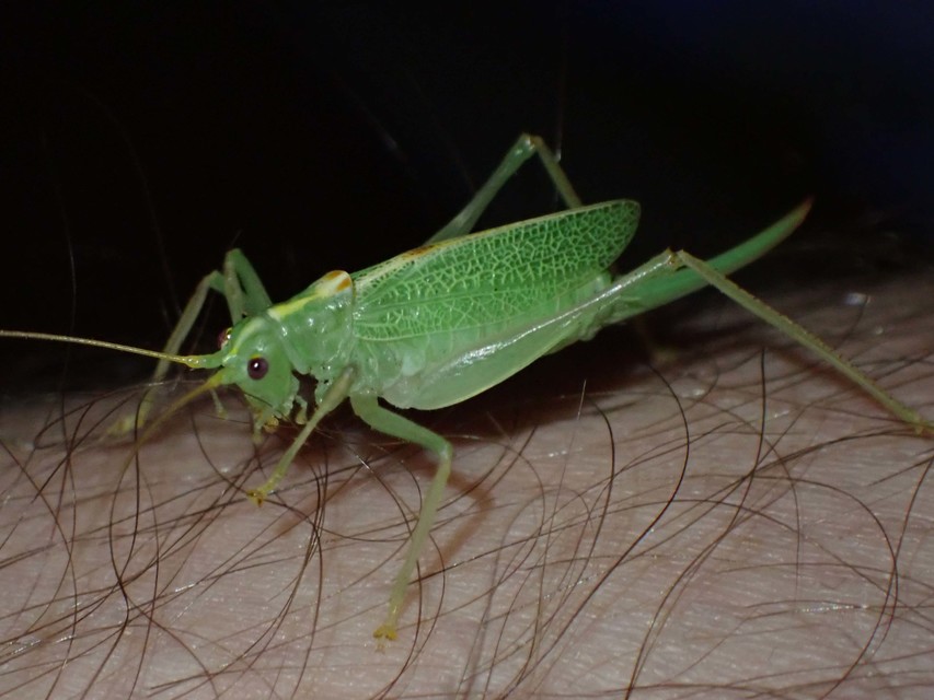 Meconema thalassinum - közönséges dobolószöcske