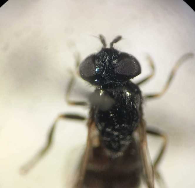 Heringia heringi - feketeszőrű hegyesszögűlégy