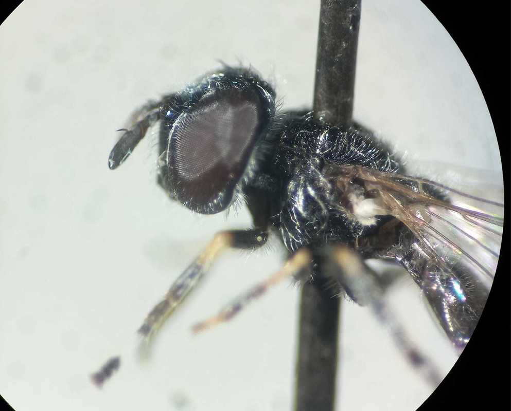 Heringia heringi - feketeszőrű hegyesszögűlégy