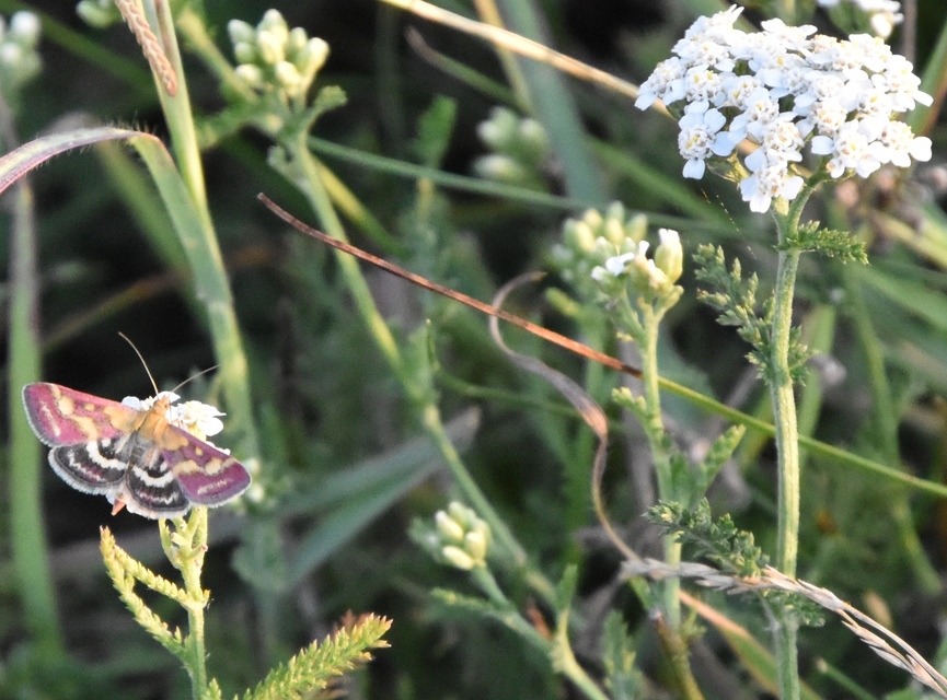 Pyrausta ostrinalis - ritka bíbormoly