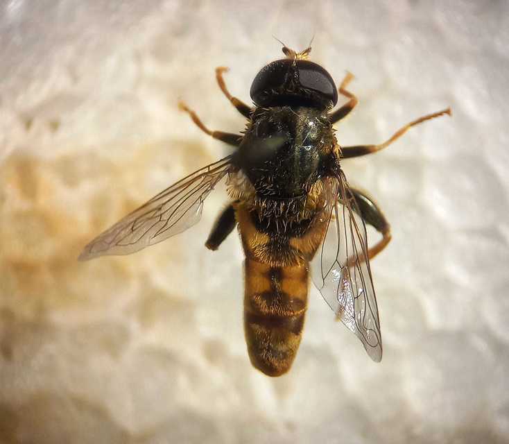 Merodon avidus - sárgalábfejű nárciszlégy