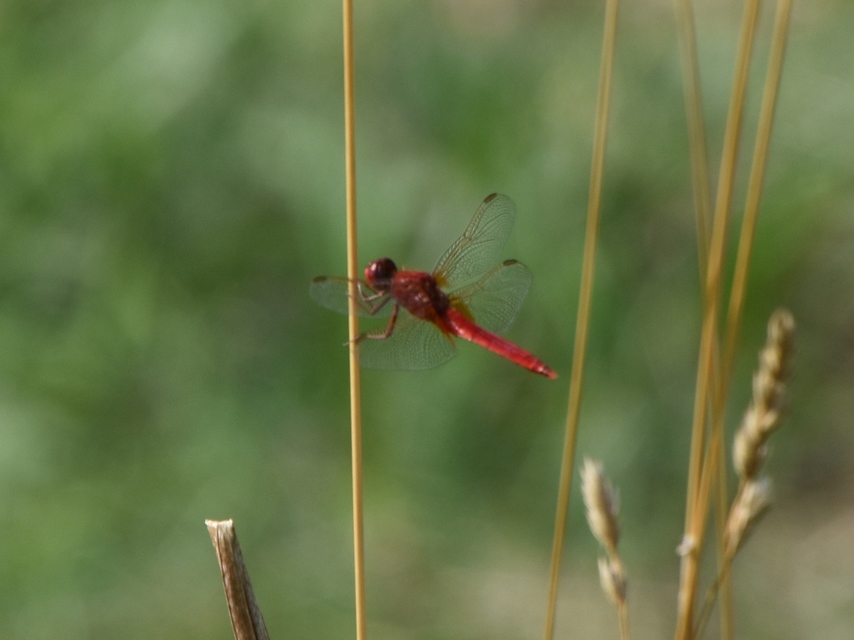 Crocothemis erythraea - skarlát szitakötő