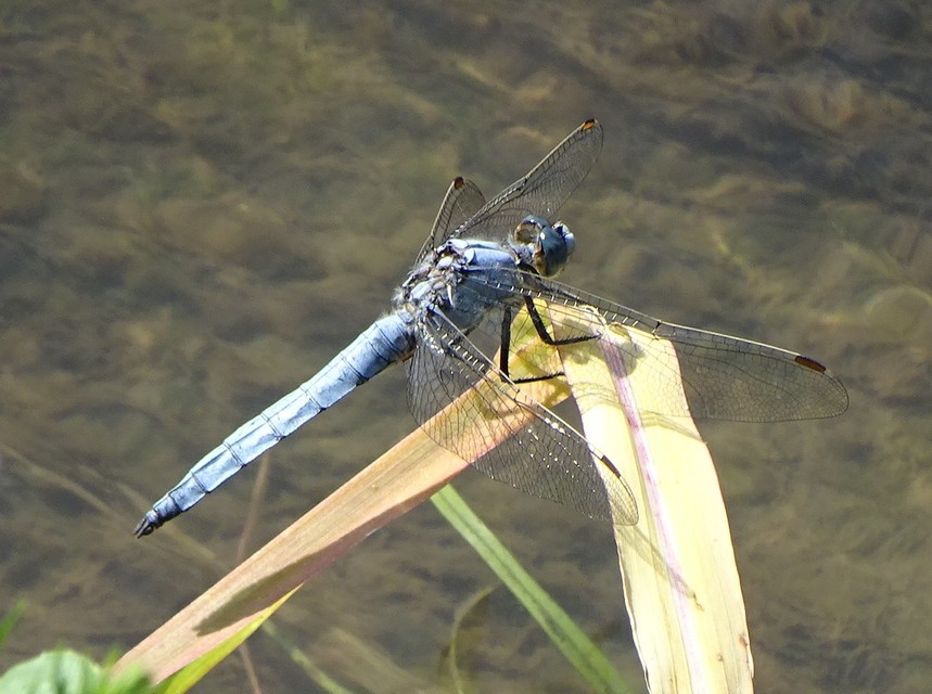 Orthetrum brunneum - pataki pásztorszitakötő