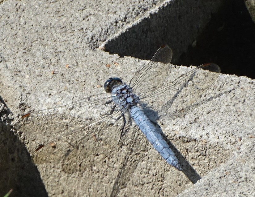 Orthetrum brunneum - pataki pásztorszitakötő