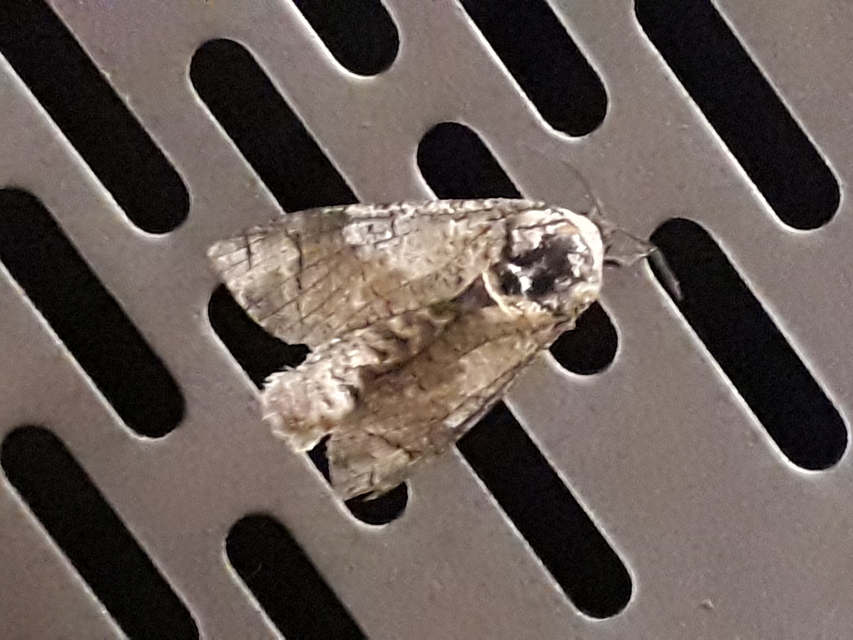Cossus cossus - fűzfarontólepke