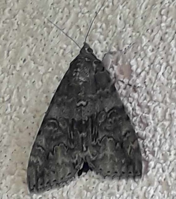 piros övesbagoly - Catocala nupta