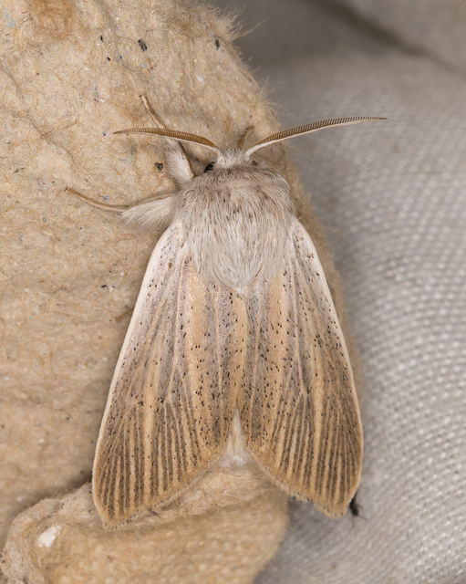 homoki lándzsásbagoly - Simyra nervosa