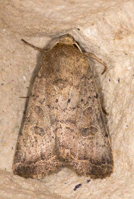 sötét selymesbagoly - Hoplodrina blanda