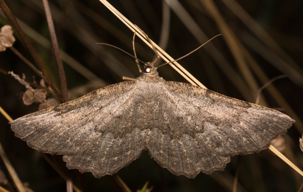 nagy sziklaaraszoló - Gnophos furvata