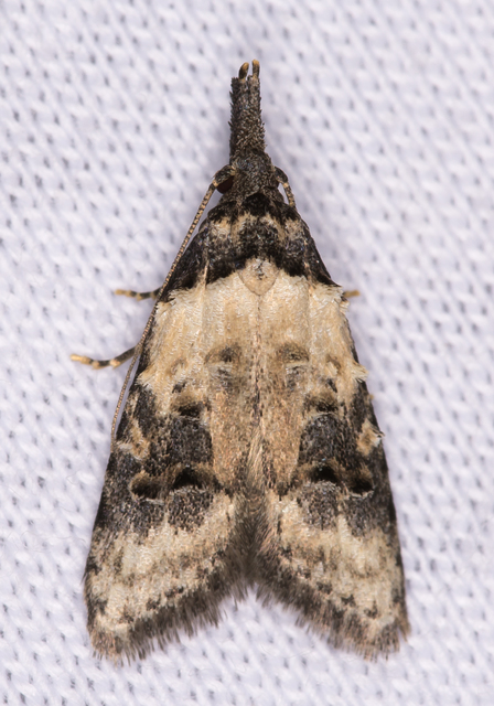 közönséges csipkebogyómoly - Carposina scirrhosella