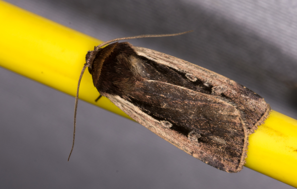fehérszegélyű fűbagoly - Ochropleura plecta
