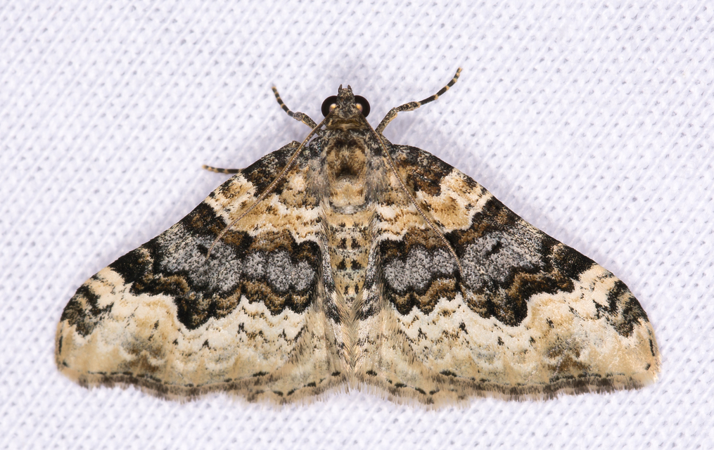 sávos galajaraszoló - Epirrhoe galiata