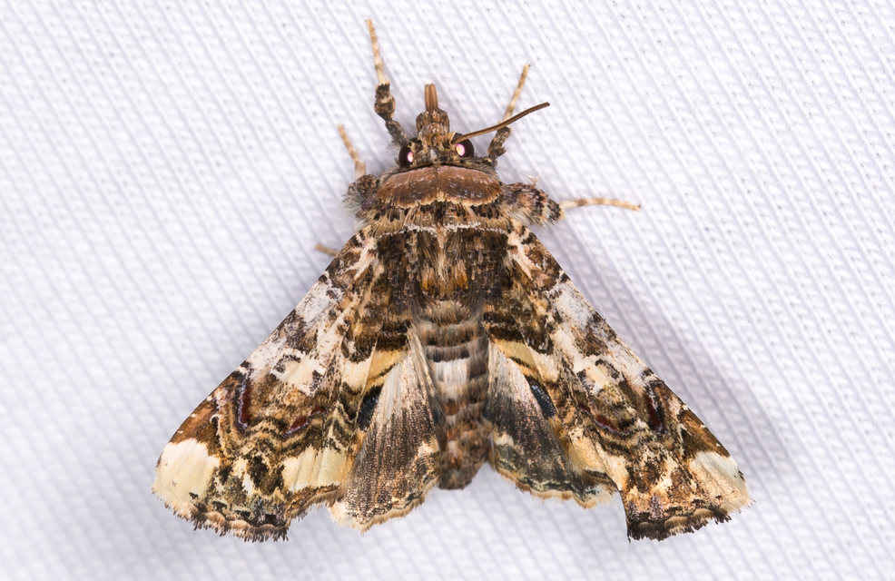 cserszömörcebagoly - Eutelia adulatrix