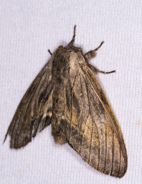 pergamen-púposszövő - Harpyia milhauseri