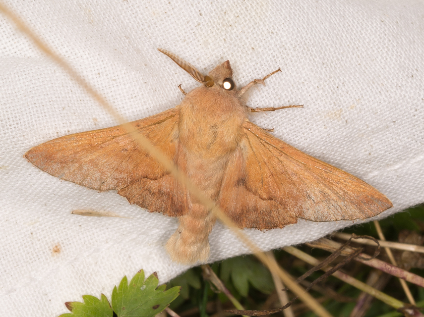 nyárlevélpohók - Phyllodesma tremulifolia