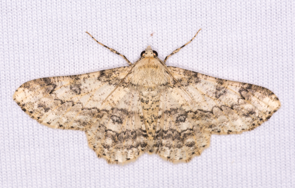 holdas faaraszoló - Ascotis selenaria