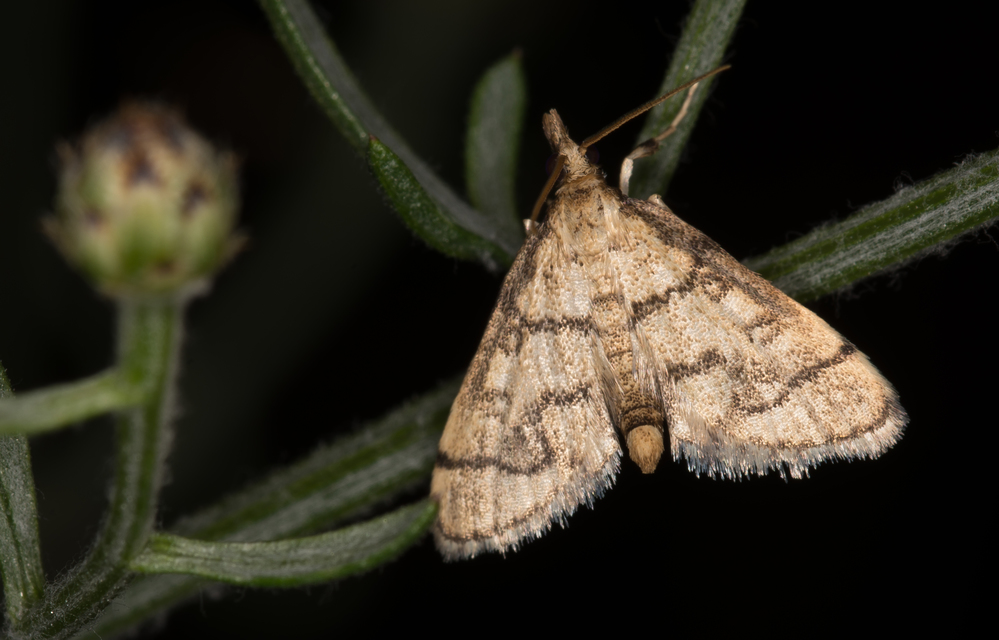 Metasia ophialis - kígyósávos tűzmoly