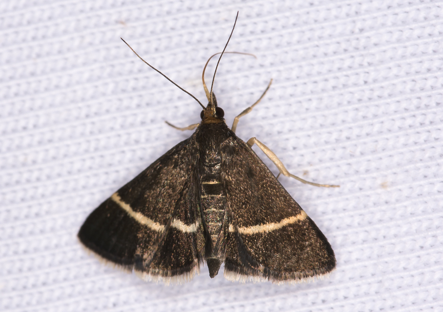 Pyrausta cingulata/rectefascialis