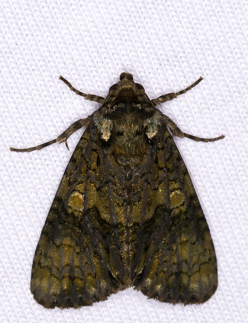 fagyalbagoly - Craniophora ligustri