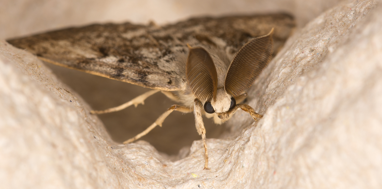 gyapjaslepke - Lymantria dispar