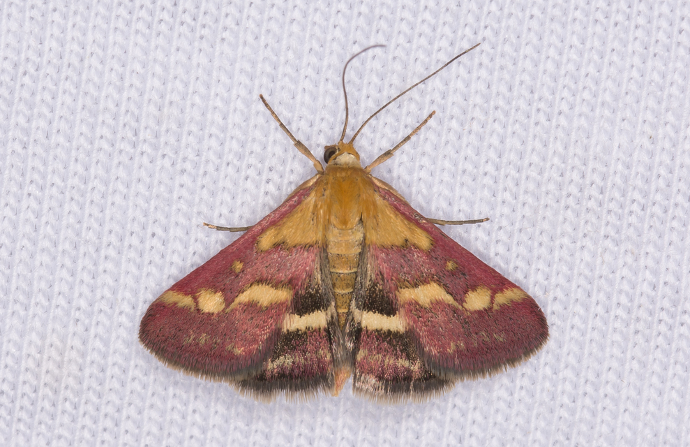 Pyrausta ostrinalis - ritka bíbormoly