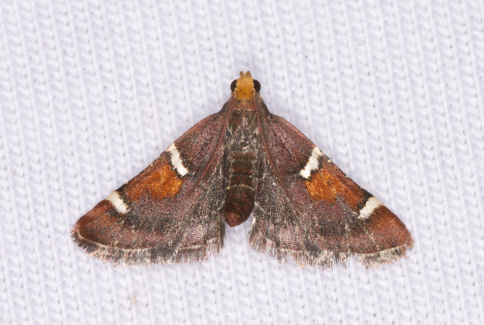 pompás fényilonca - Pyralis regalis