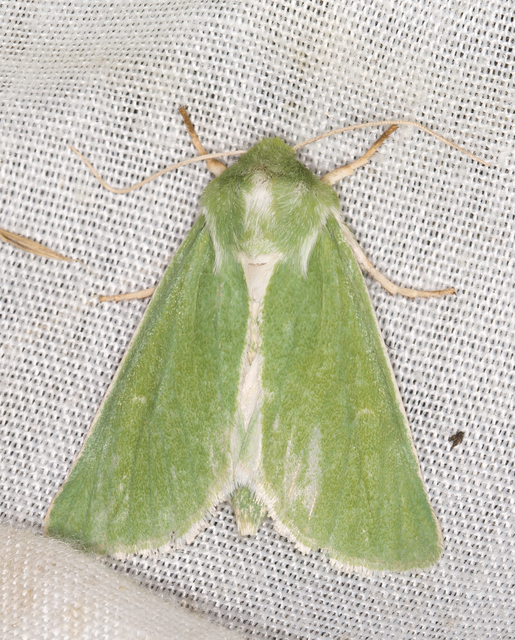 zöld sztyepbagoly - Calamia immaculata