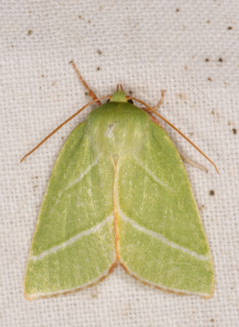 bükkfa-zöldbagoly - Pseudoips prasinana