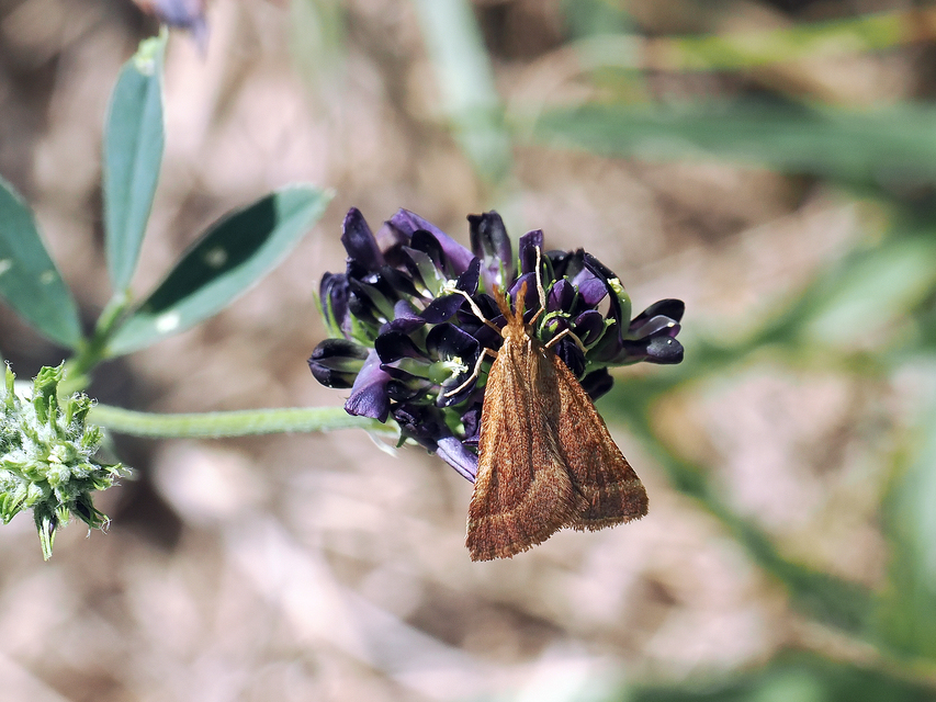 hosszúlábú fényilonca - Synaphe punctalis