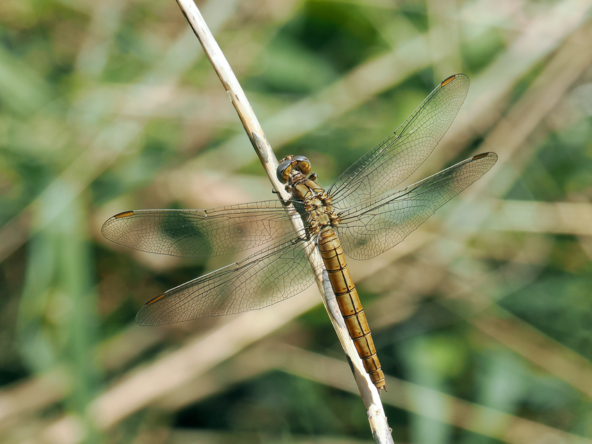 Orthetrum brunneum - pataki pásztorszitakötő