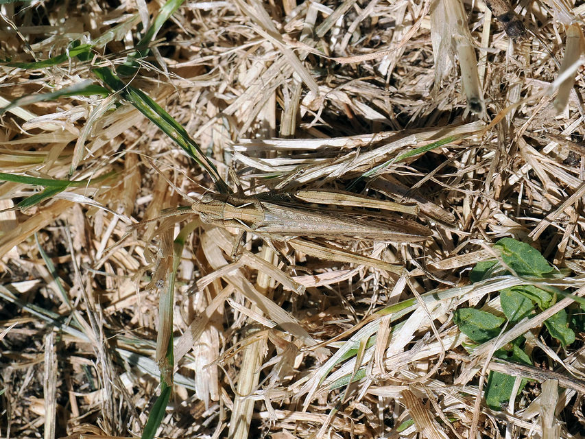 Chorthippus (Glyptobothrus) (subgenus)