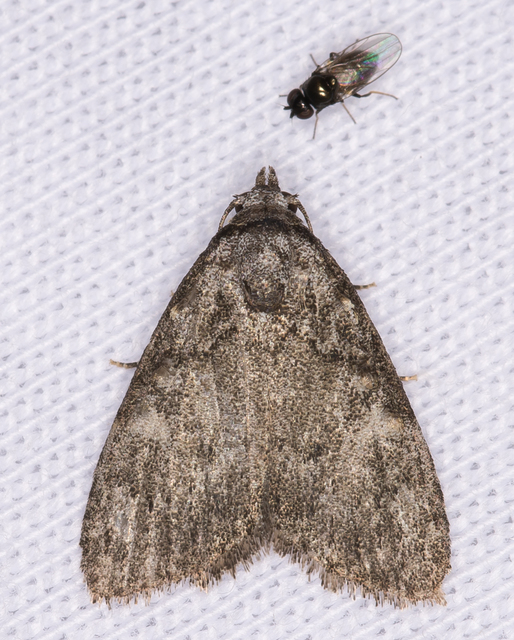 szélesszárnyú pamacsosszövő - Meganola kolbi