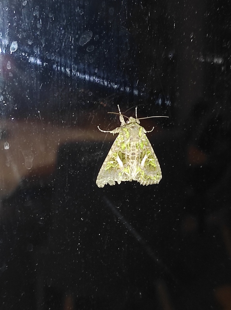 nyári zöldbagoly - Trachea atriplicis