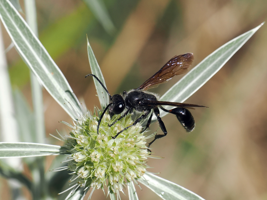Isodontia mexicana - mexikói fűdarázs