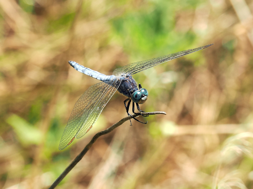 Orthetrum coerulescens - karcsú pásztorszitakötő