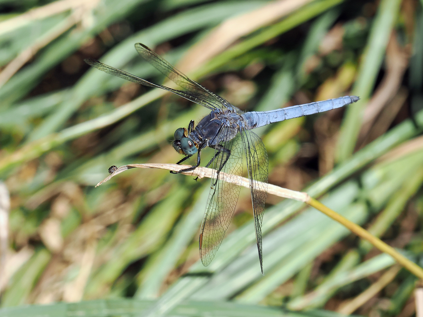 Orthetrum coerulescens - karcsú pásztorszitakötő