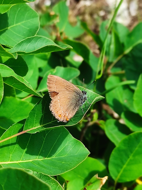 Satyrium ilicis - tölgyfa-csücsköslepke