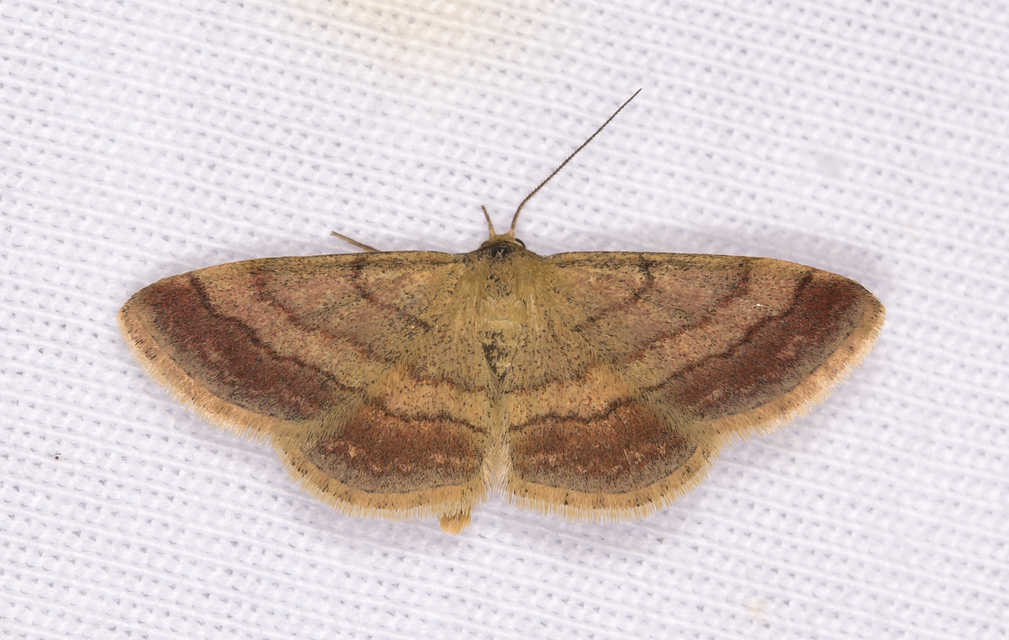 réti pirosaraszoló - Scopula rubiginata