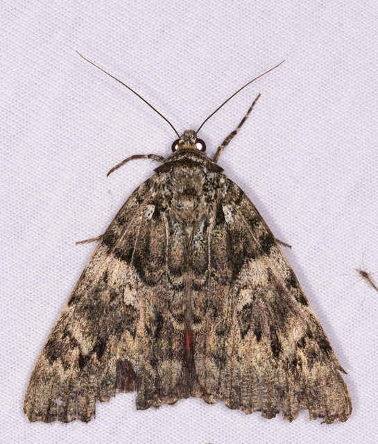Catocala promissa - kis tölgyfa-övesbagoly
