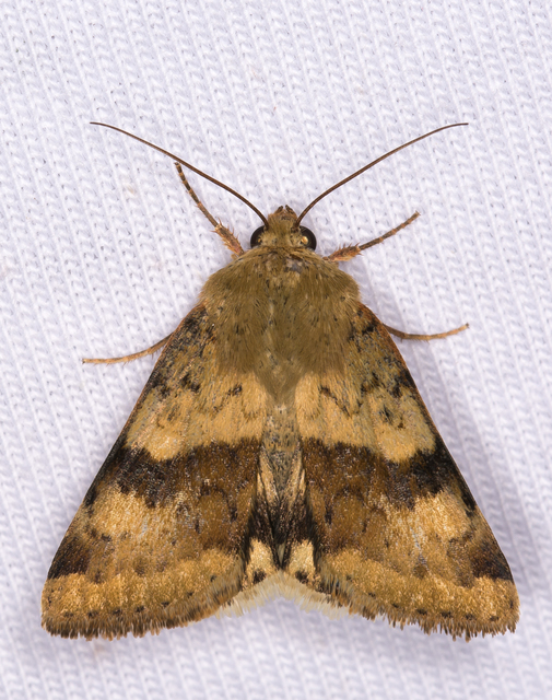 mácsonyabagoly - Heliothis viriplaca