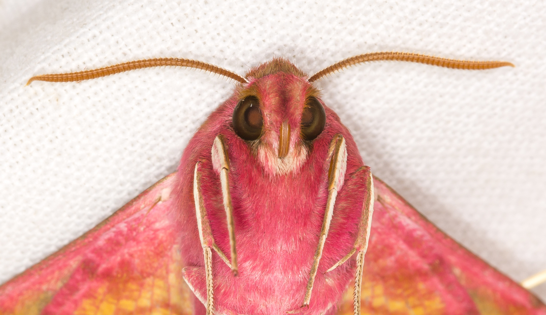 piros szender - Deilephila porcellus