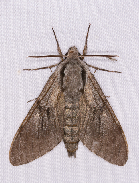 fenyőszender - Hyloicus pinastri