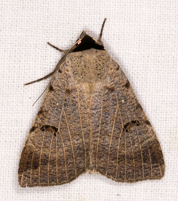 gyakori csüdfűbagoly - Lygephila craccae