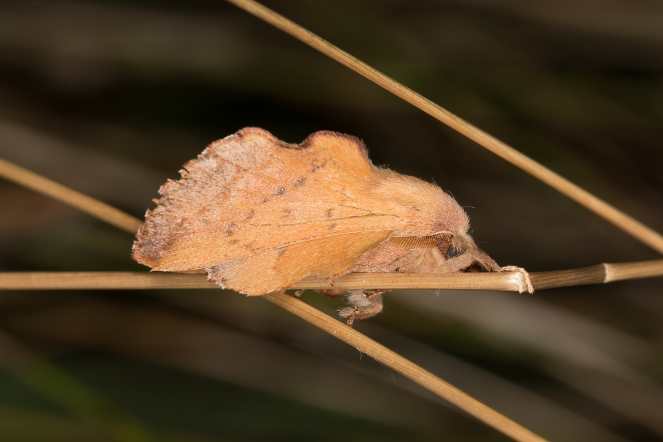 Phyllodesma tremulifolia - nyárlevélpohók