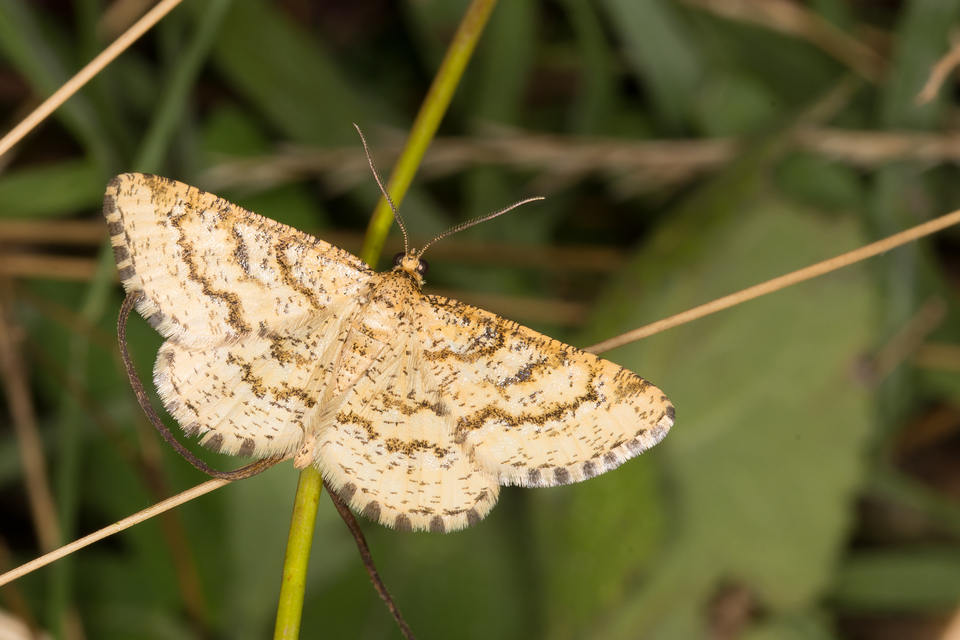 bőrszínű araszoló - Heliomata glarearia