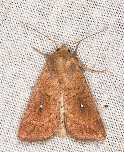 fehérpettyes rétibagoly - Mythimna albipuncta